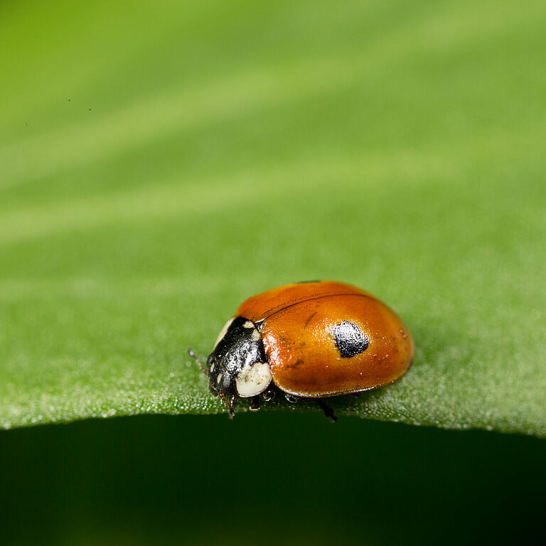 Adalia bipunctata Erwachsenenstadium