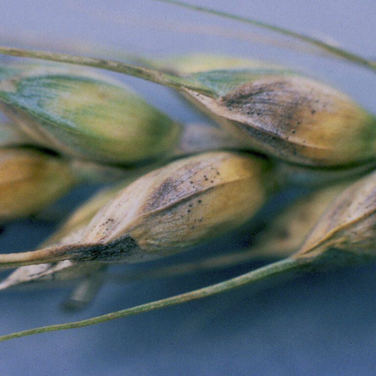 Glume blotch Phaeosphaeria nodorum