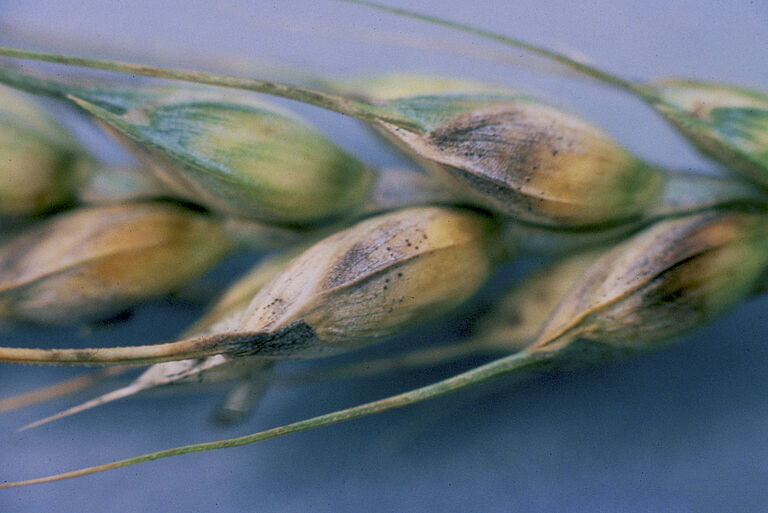 Glume blotch Phaeosphaeria nodorum