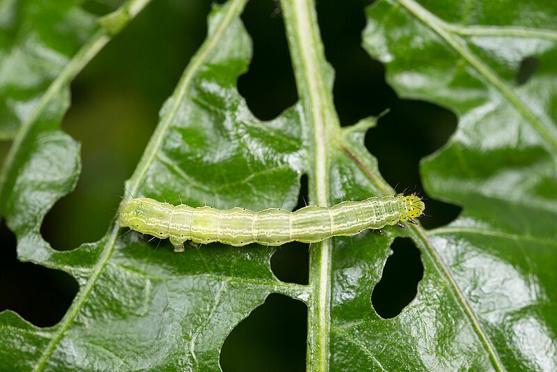 Chrysodeixis_chalcites_Koppert_BIological_Systems-5.jpg