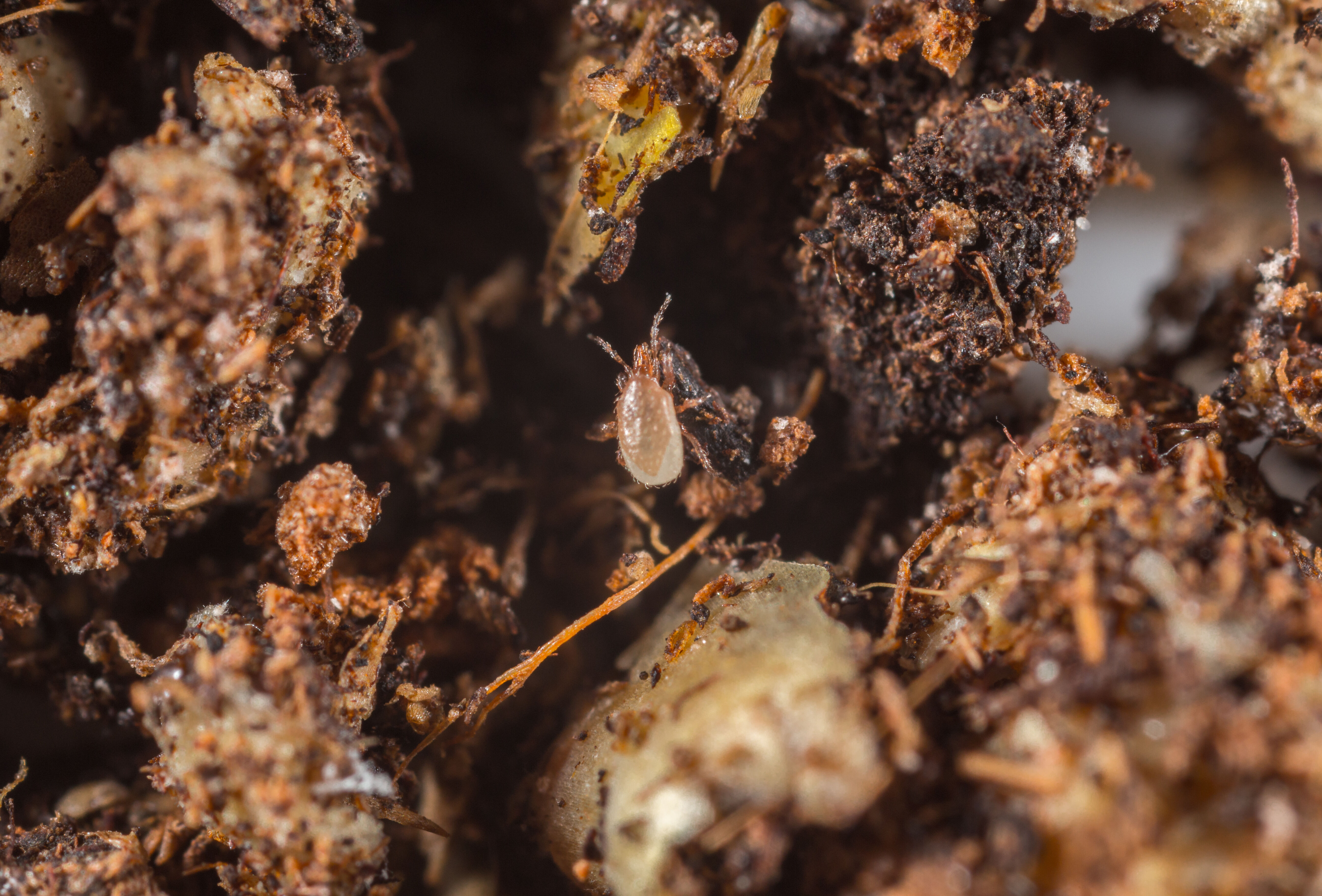 Nematoden und Bodenraubmilben gegen Trauermücken