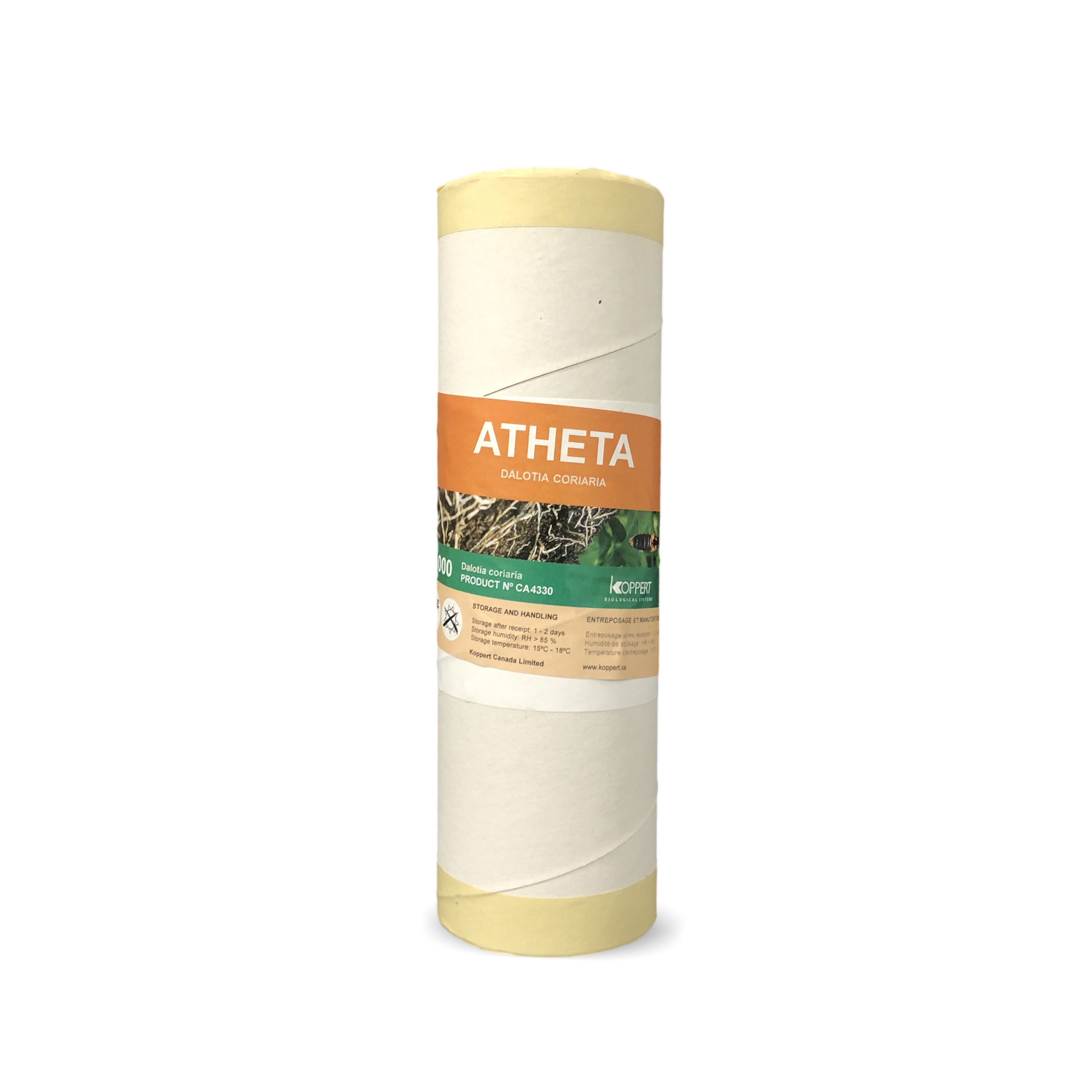 Atheta_1000.JPG