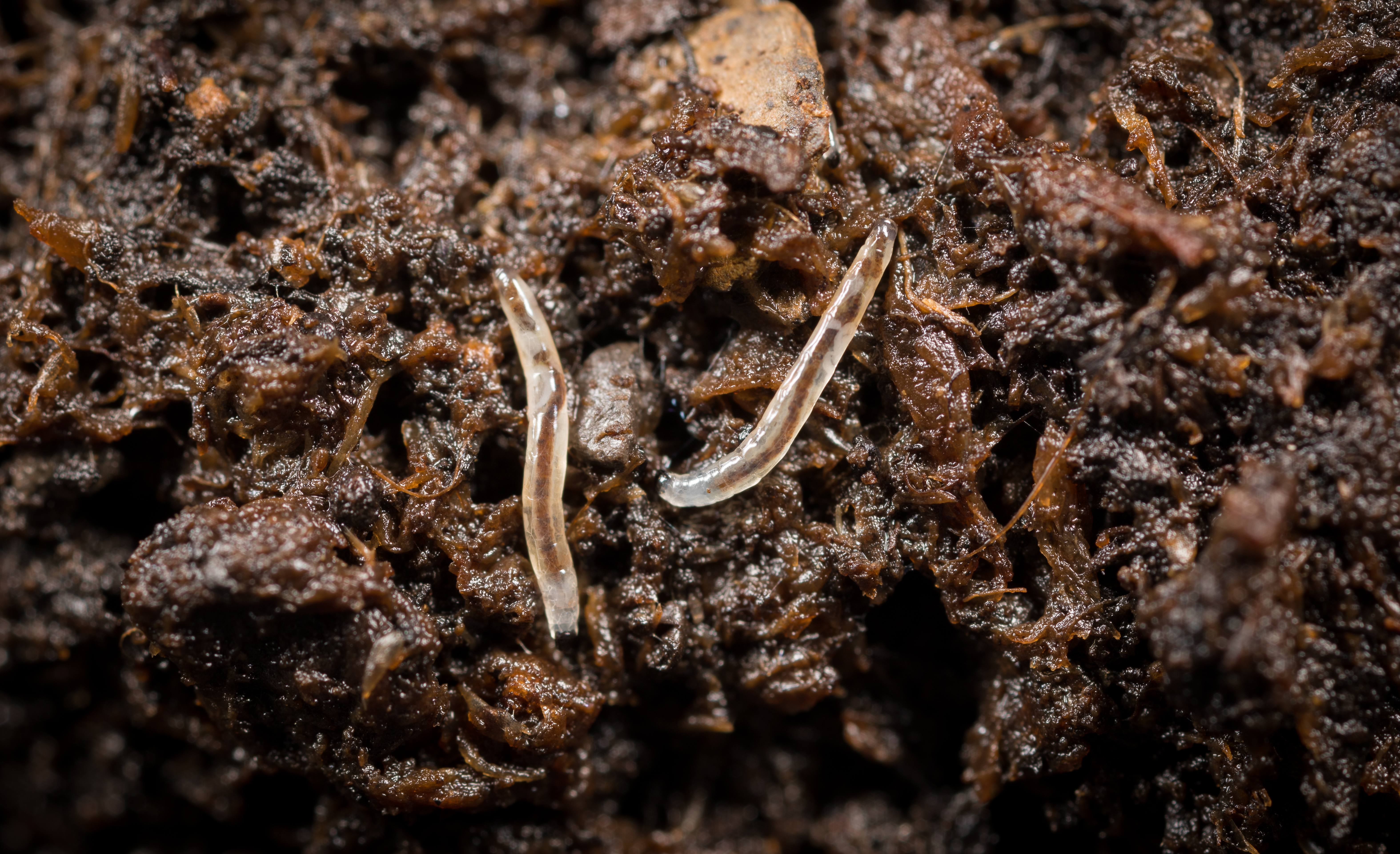 Sciarid fly Bradysia paupera Larval stage