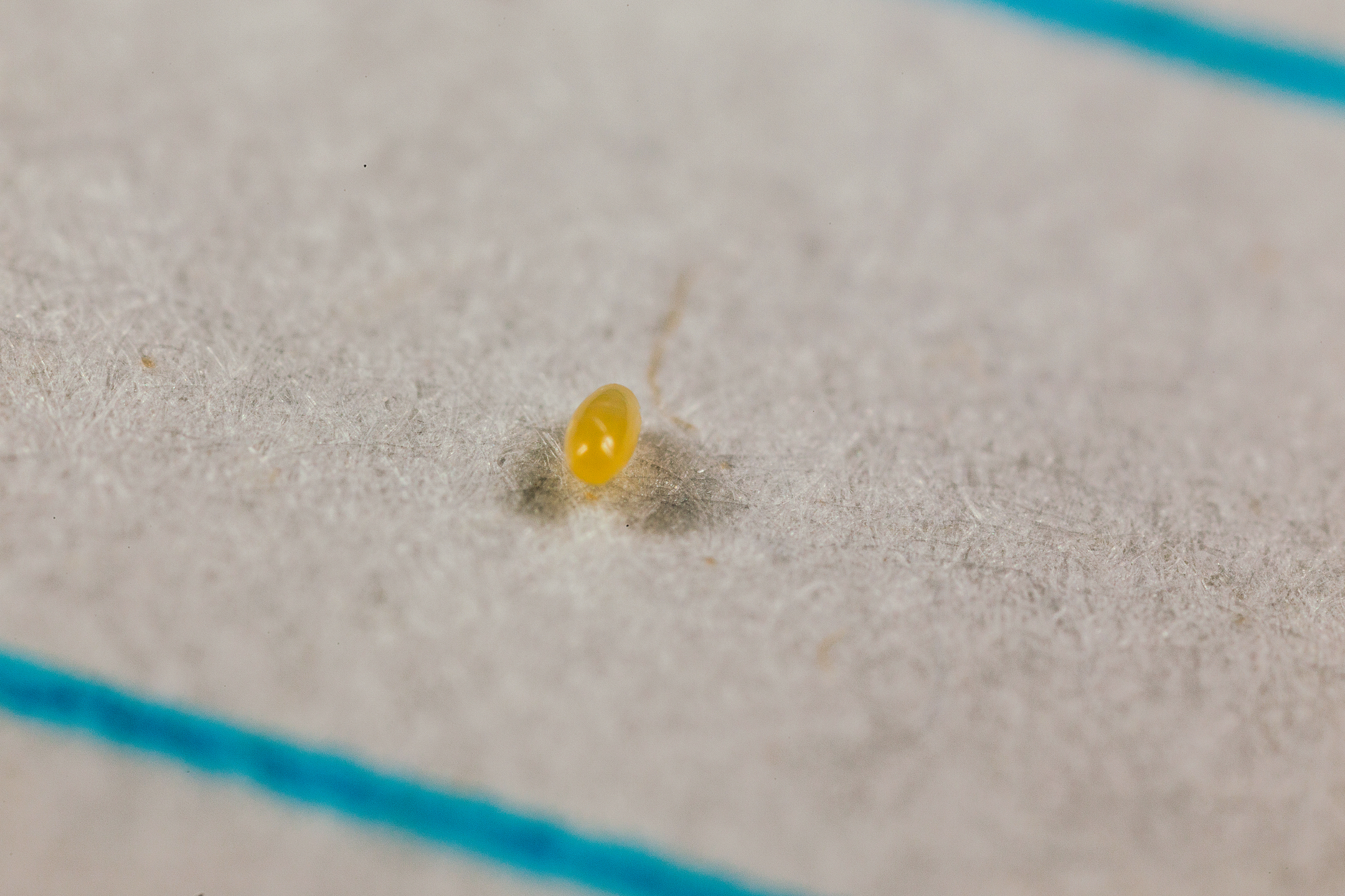 Crypolaemus montrouzeri Eistadium