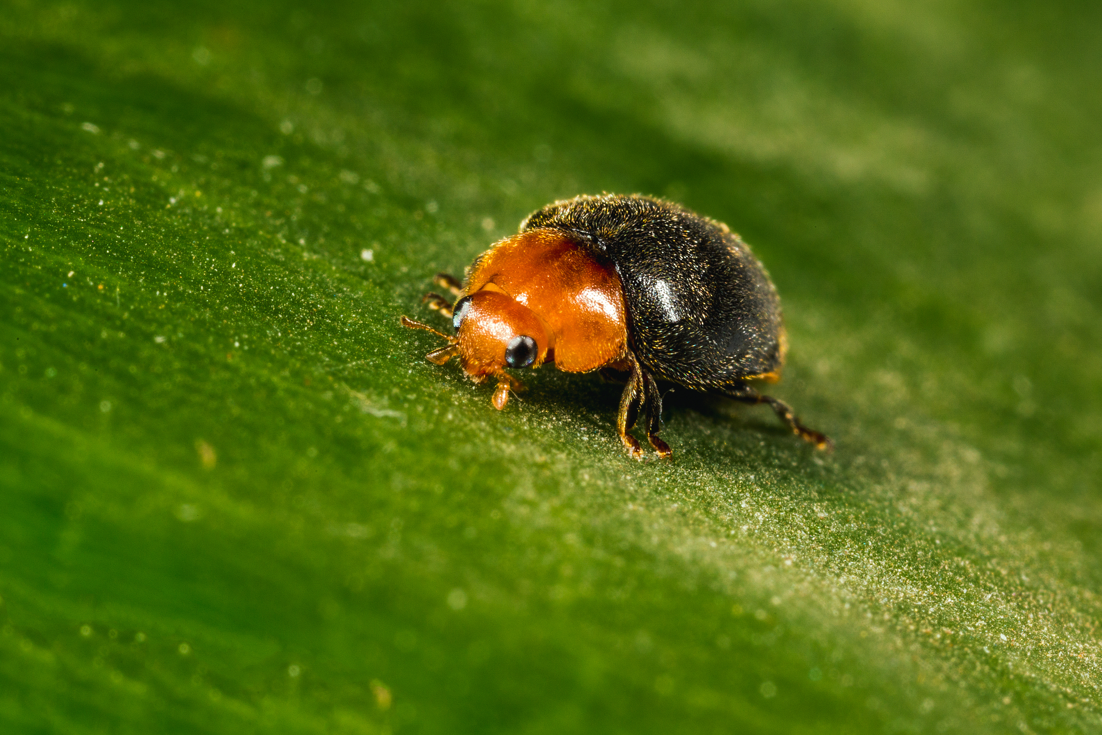 Crypolaemus montrouzeri Erwachsenenstadium